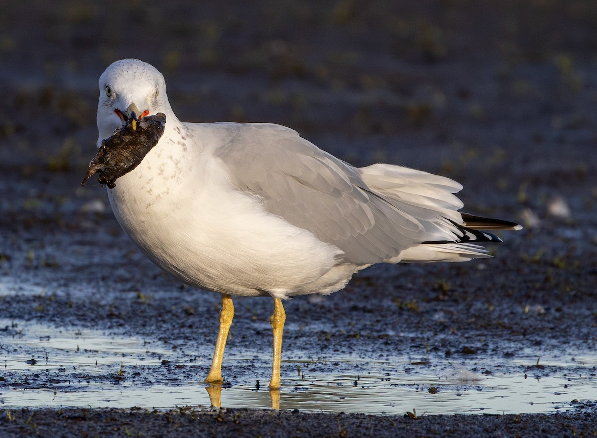 Ring-billed Gull - ML642846984