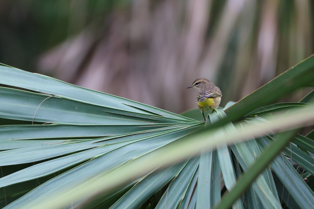 Palm Warbler (Yellow) - ML642846986