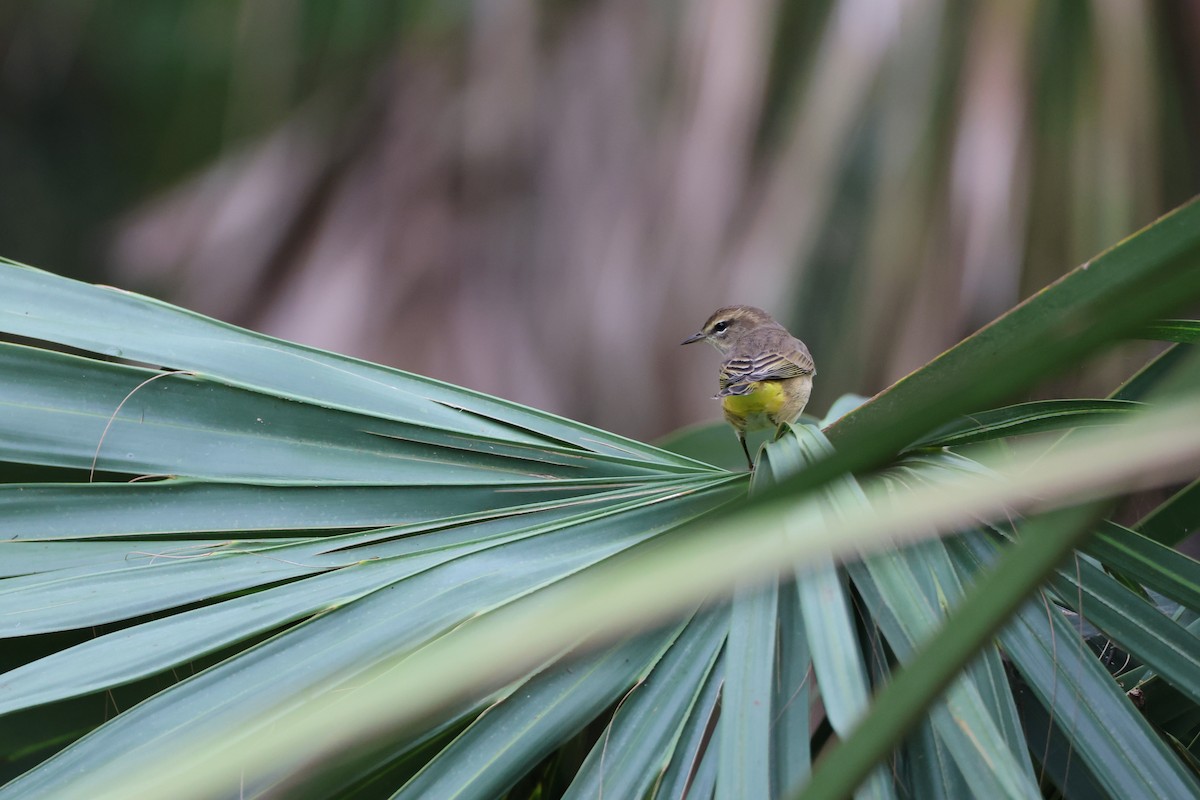 Palm Warbler (Yellow) - ML642846987