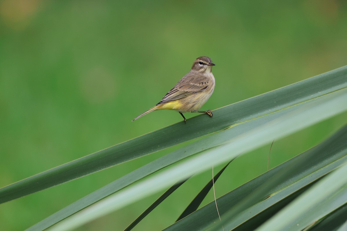 Palm Warbler (Yellow) - ML642846988