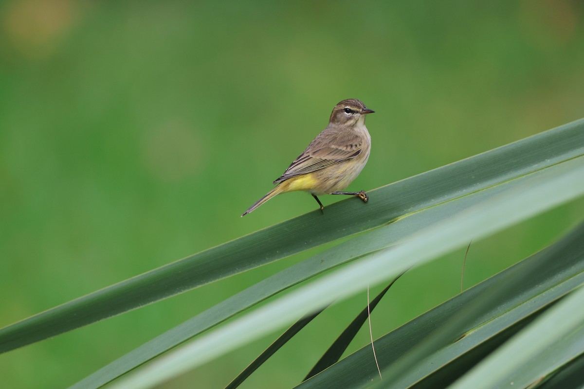 Palm Warbler (Yellow) - ML642846989