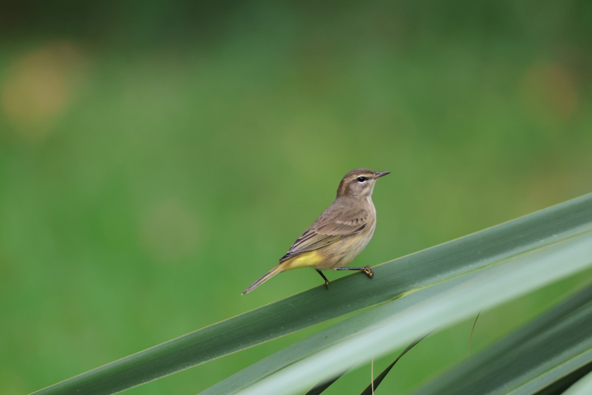 Palm Warbler (Yellow) - ML642846990