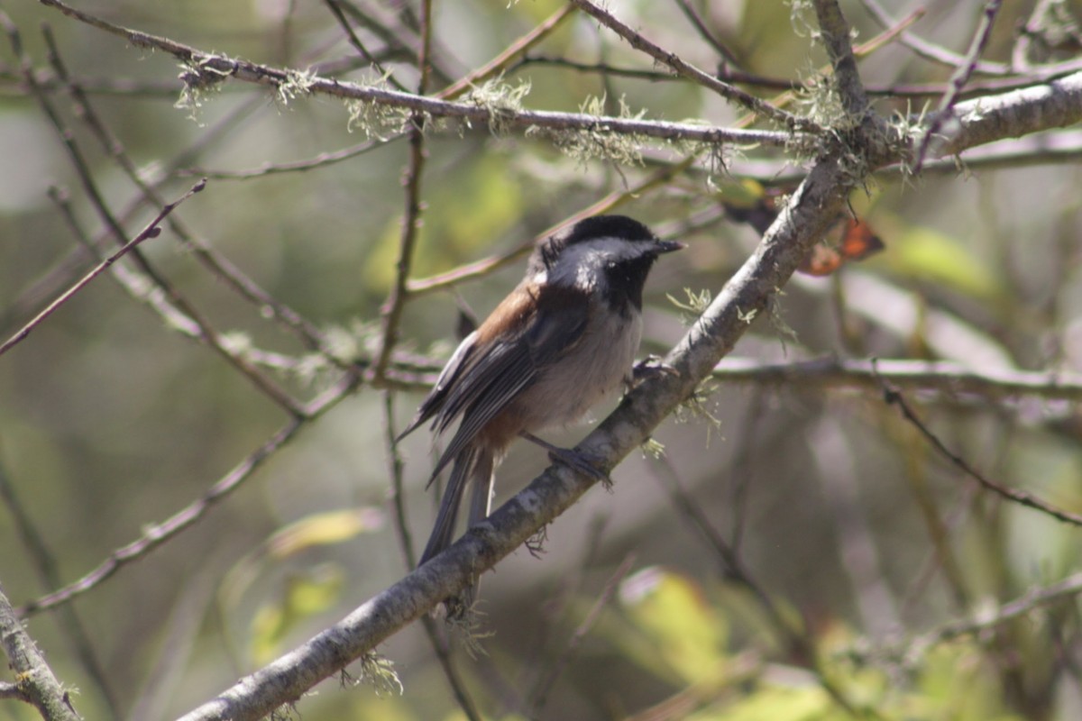 Chestnut-backed Chickadee - ML642846991