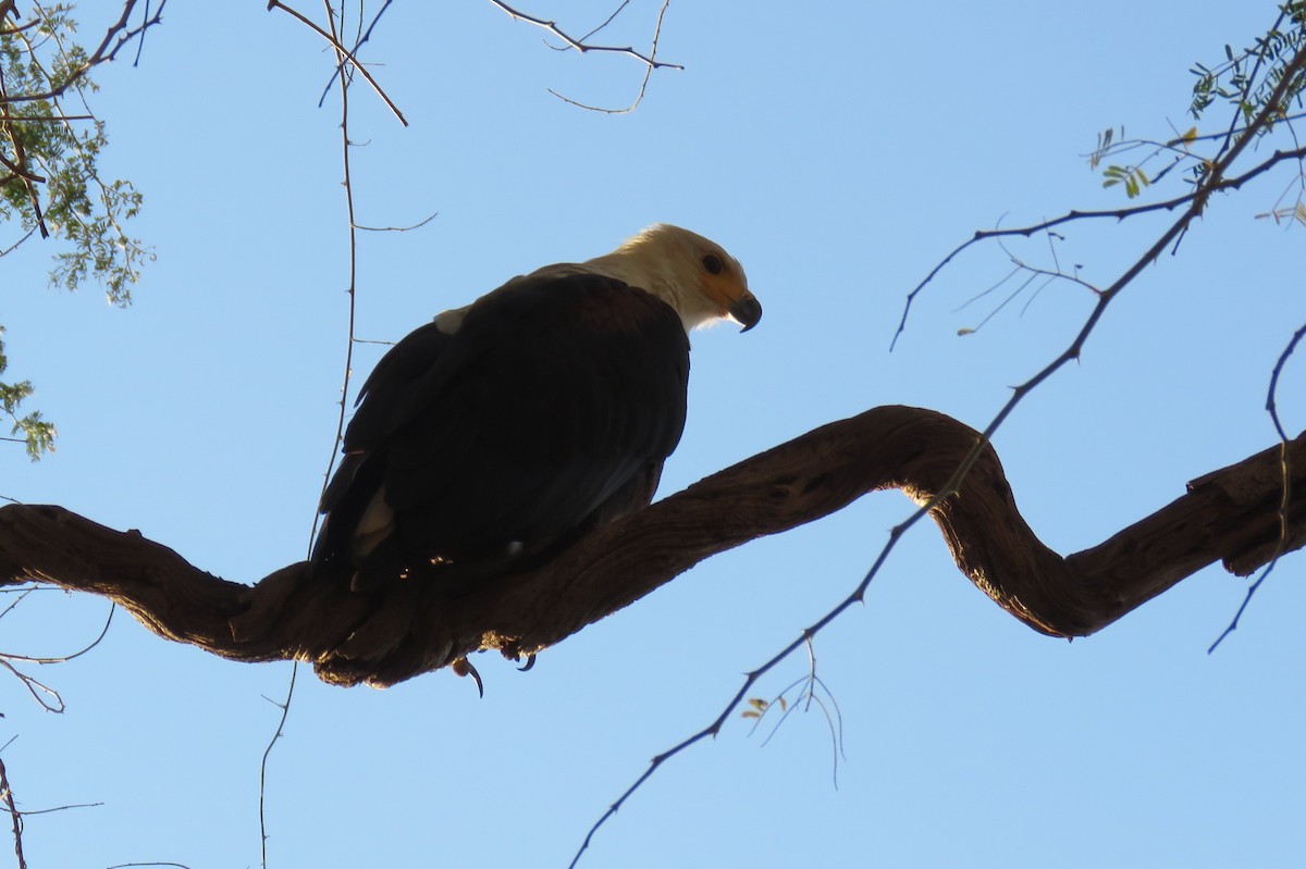 African Fish-Eagle - ML642846996