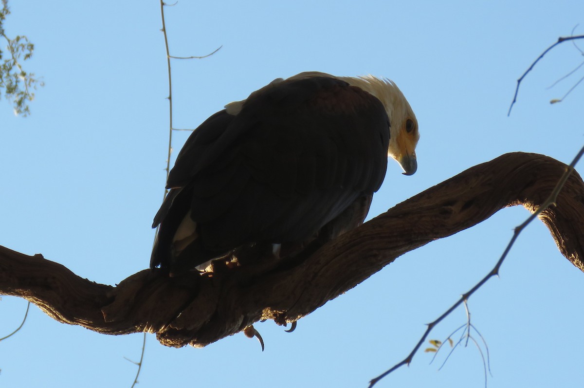African Fish-Eagle - ML642846997