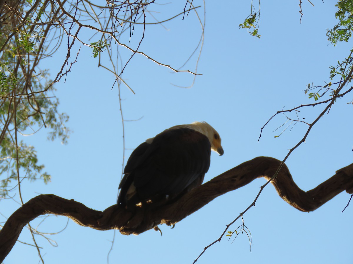 African Fish-Eagle - ML642846998
