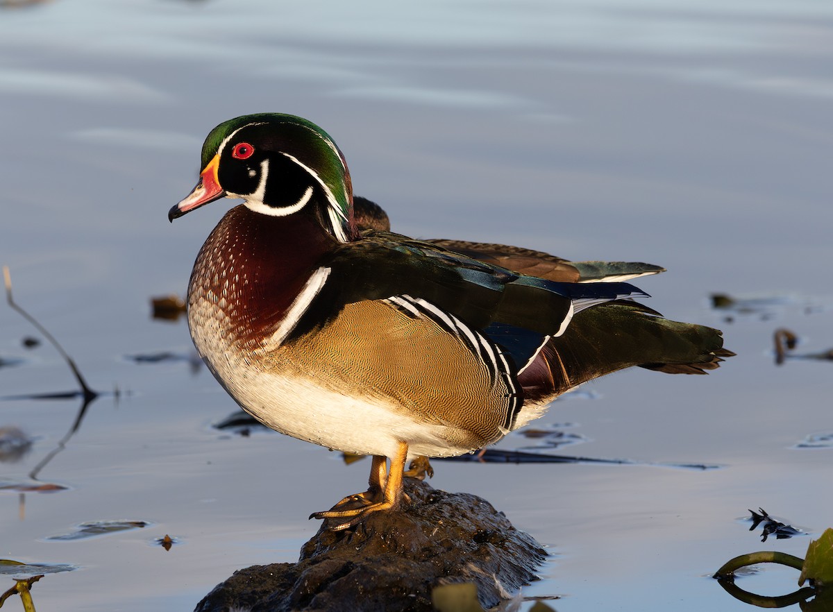 Wood Duck - ML642846999
