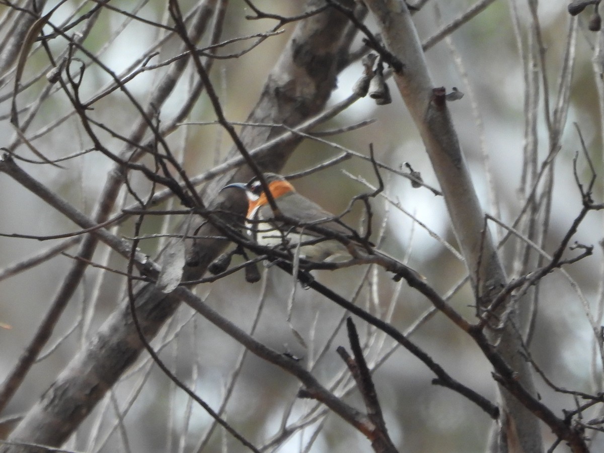 Western Spinebill - ML642847000