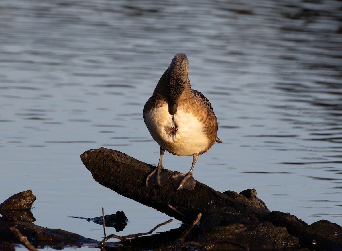 American Wigeon - ML642847001