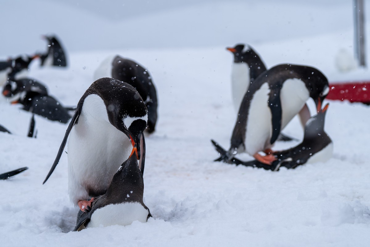 Gentoo Penguin - ML642847003