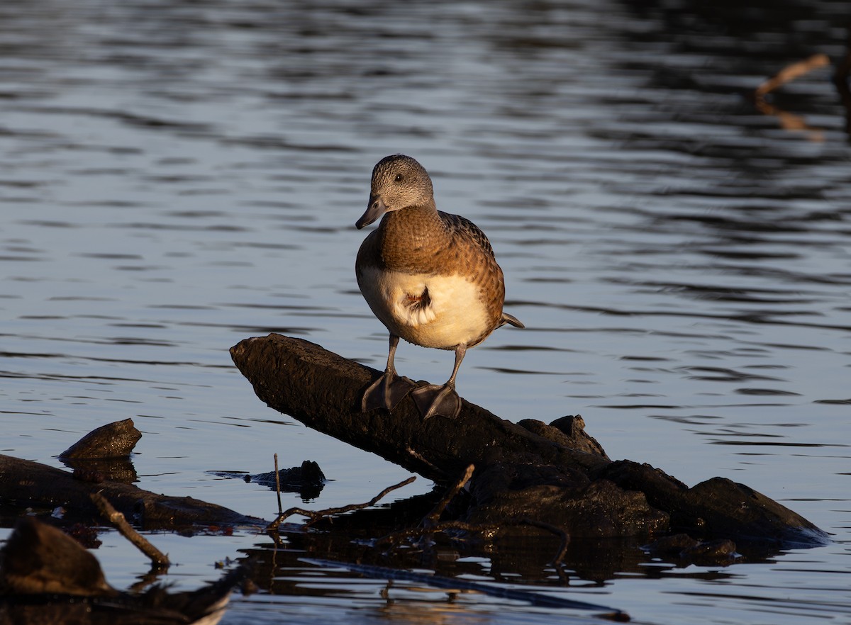 American Wigeon - ML642847004