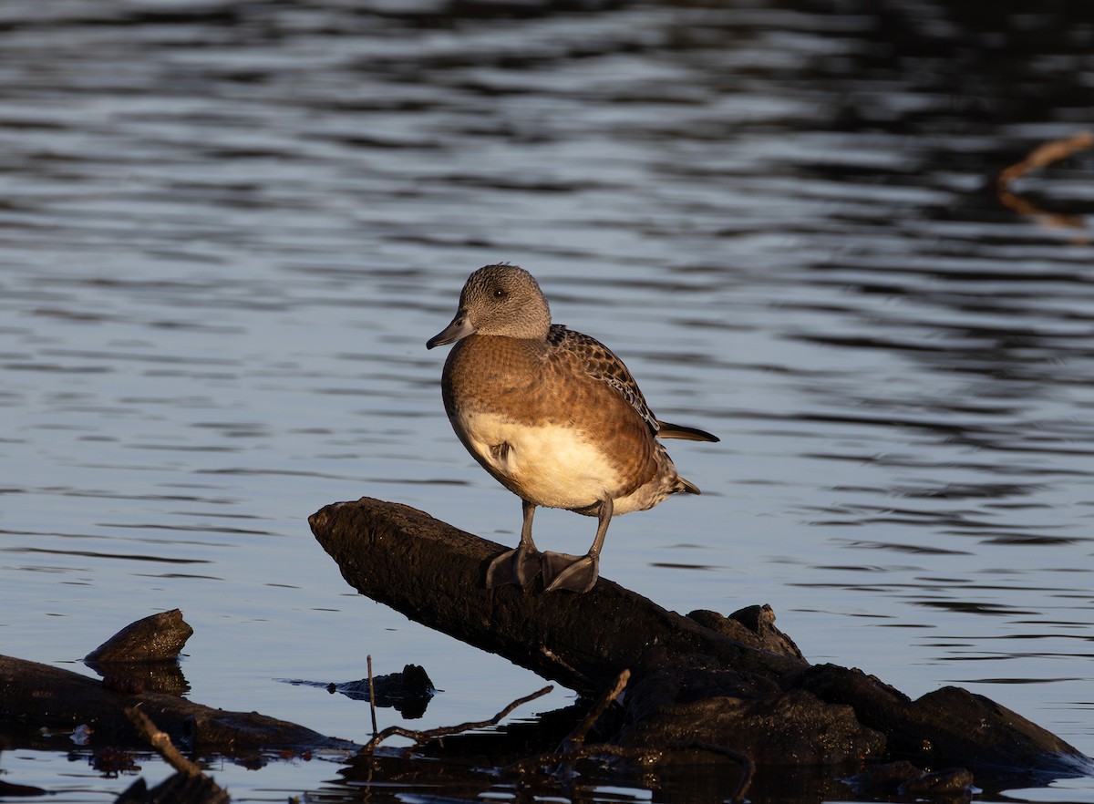 American Wigeon - ML642847007