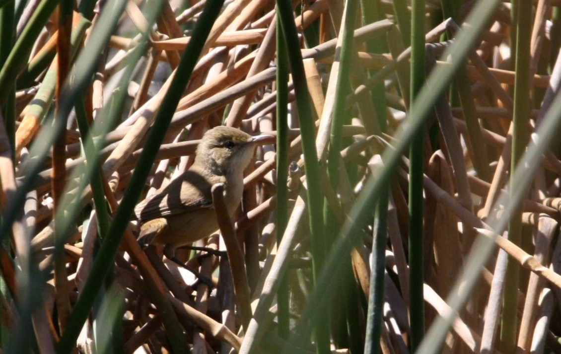 Australian Reed Warbler - ML642847008