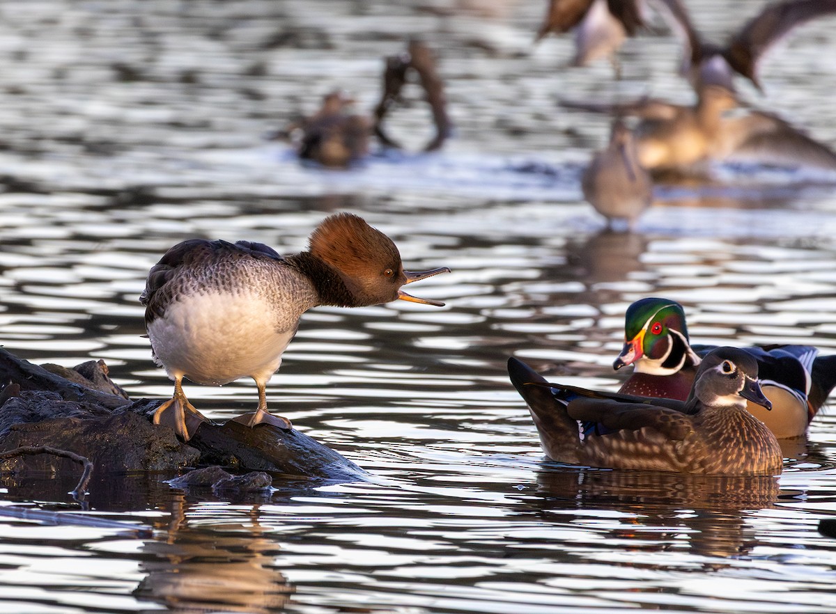 Hooded Merganser - ML642847009