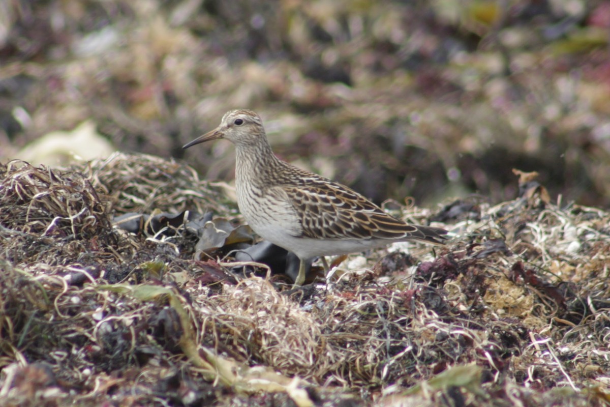 Pectoral Sandpiper - ML642847025