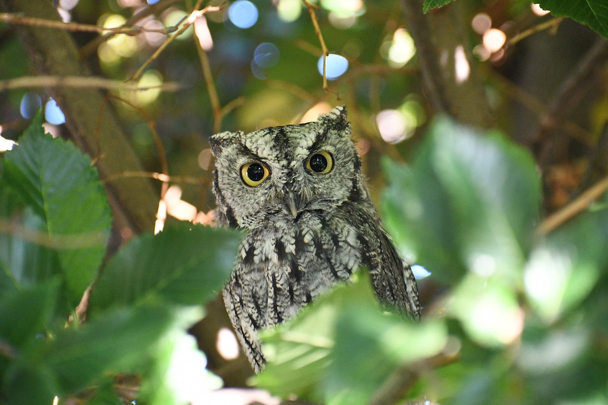 Western Screech-Owl - ML642847032