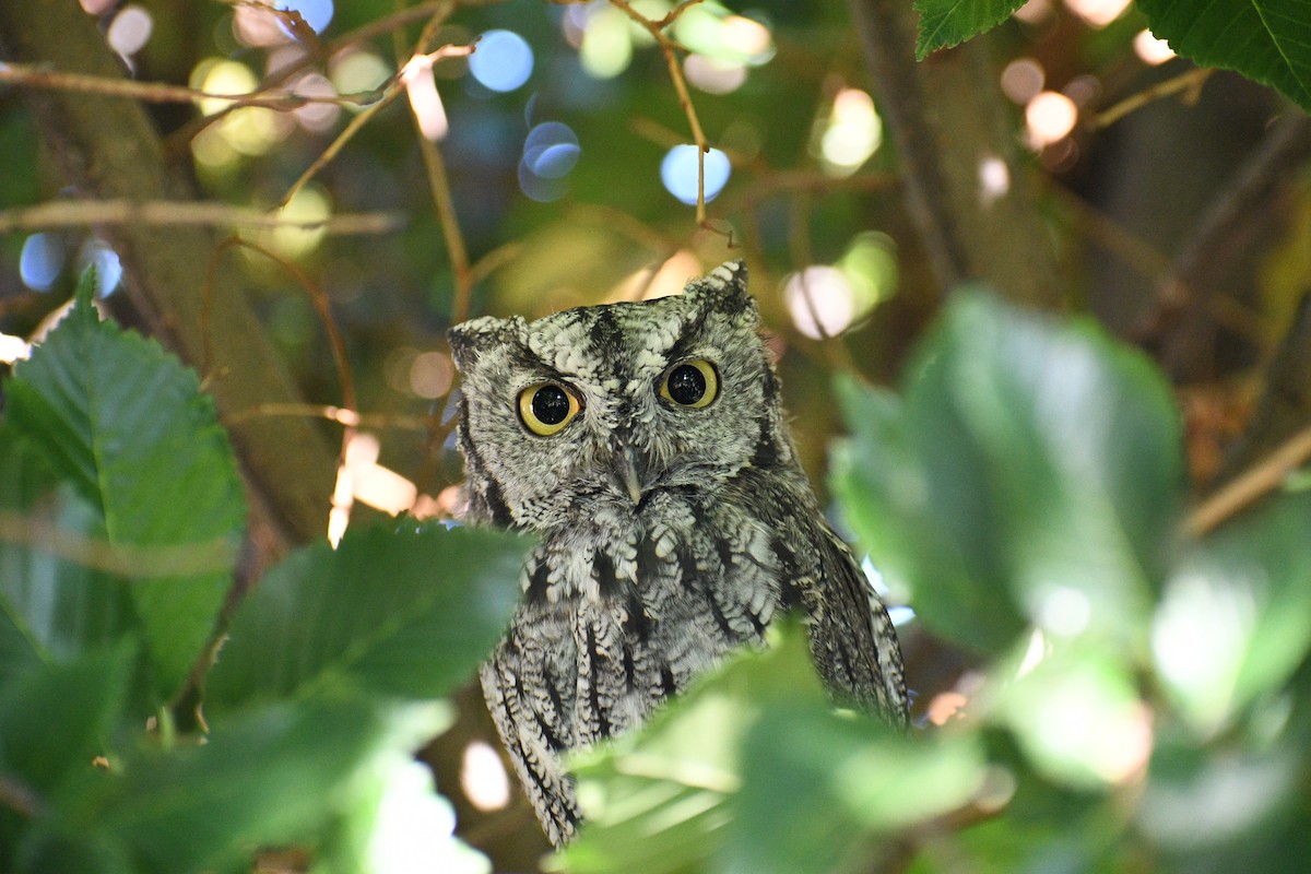 Western Screech-Owl - ML642847033