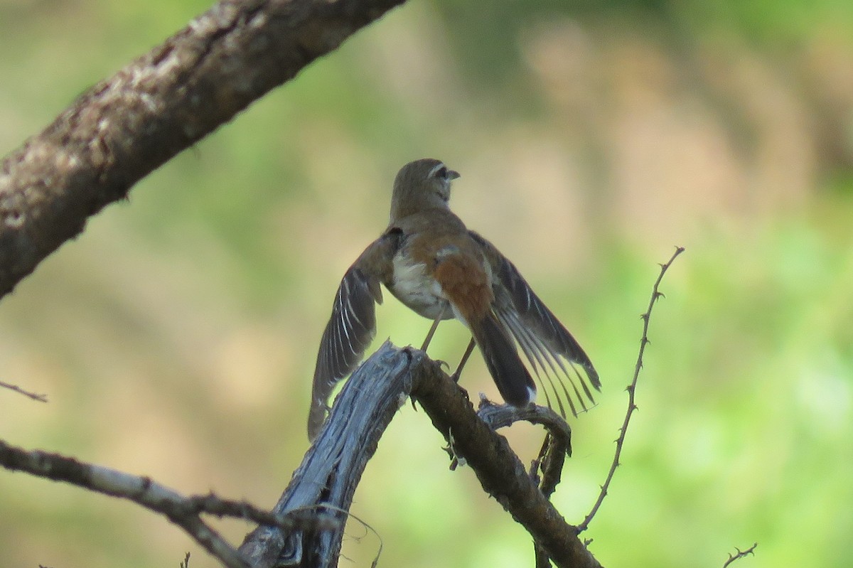 White-browed Scrub-Robin - ML642847036