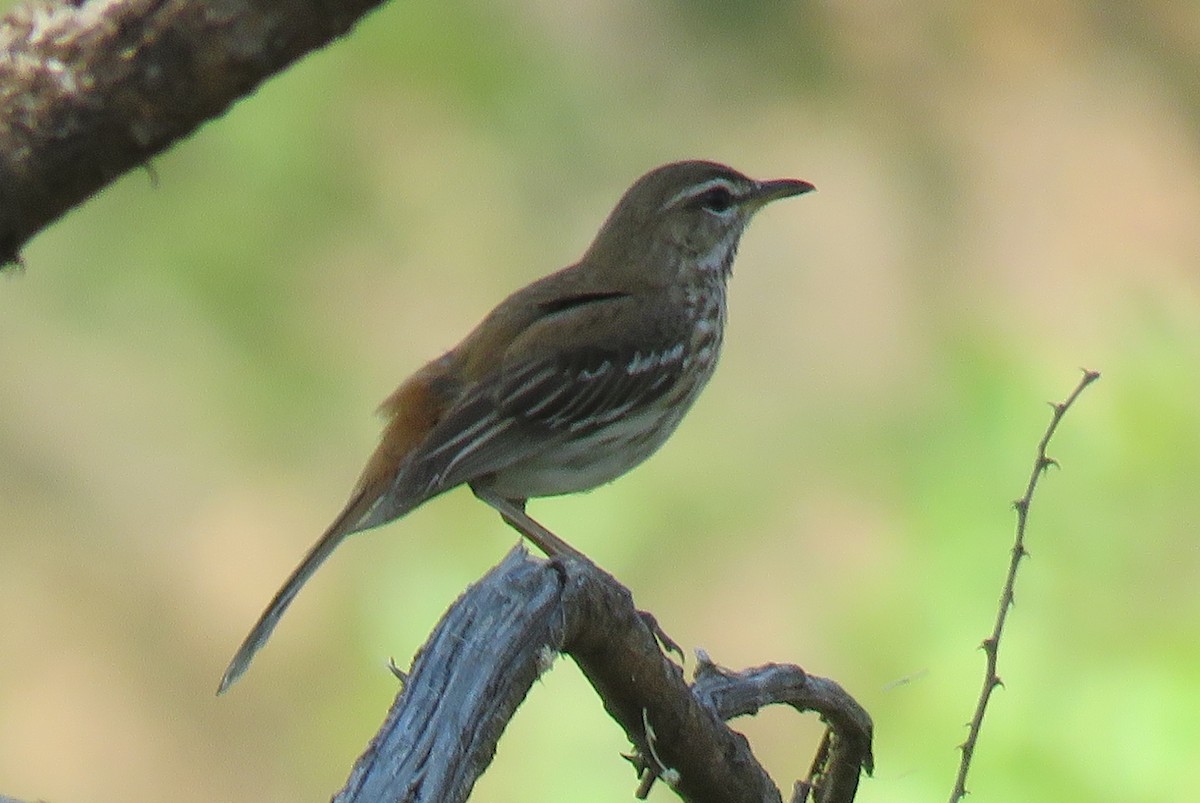 White-browed Scrub-Robin - ML642847037