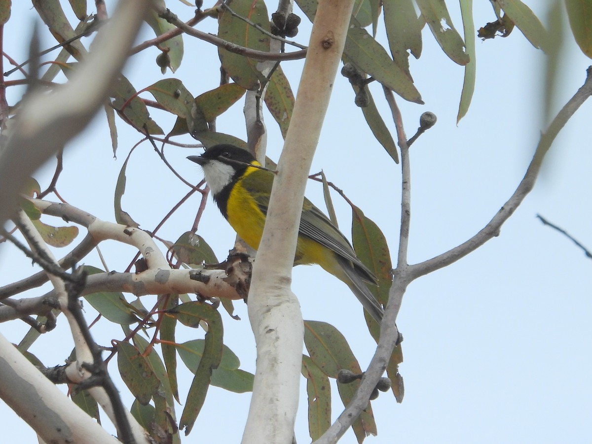 Golden Whistler (Western) - ML642847039