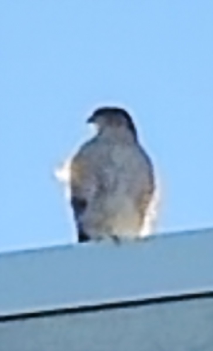 Cooper's Hawk - ML642847049