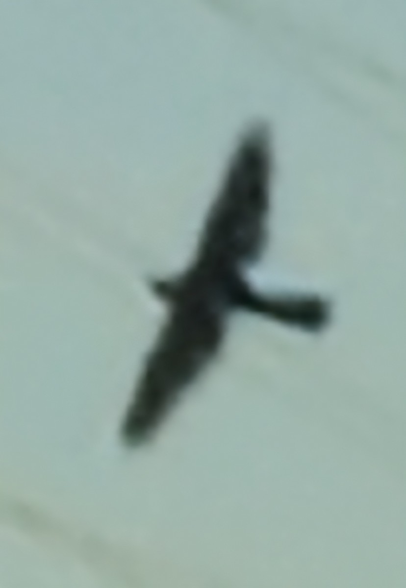 Cooper's Hawk - ML642847050