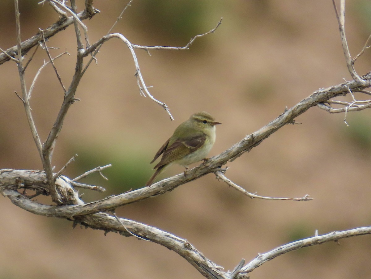 Hume's Warbler - ML642847055