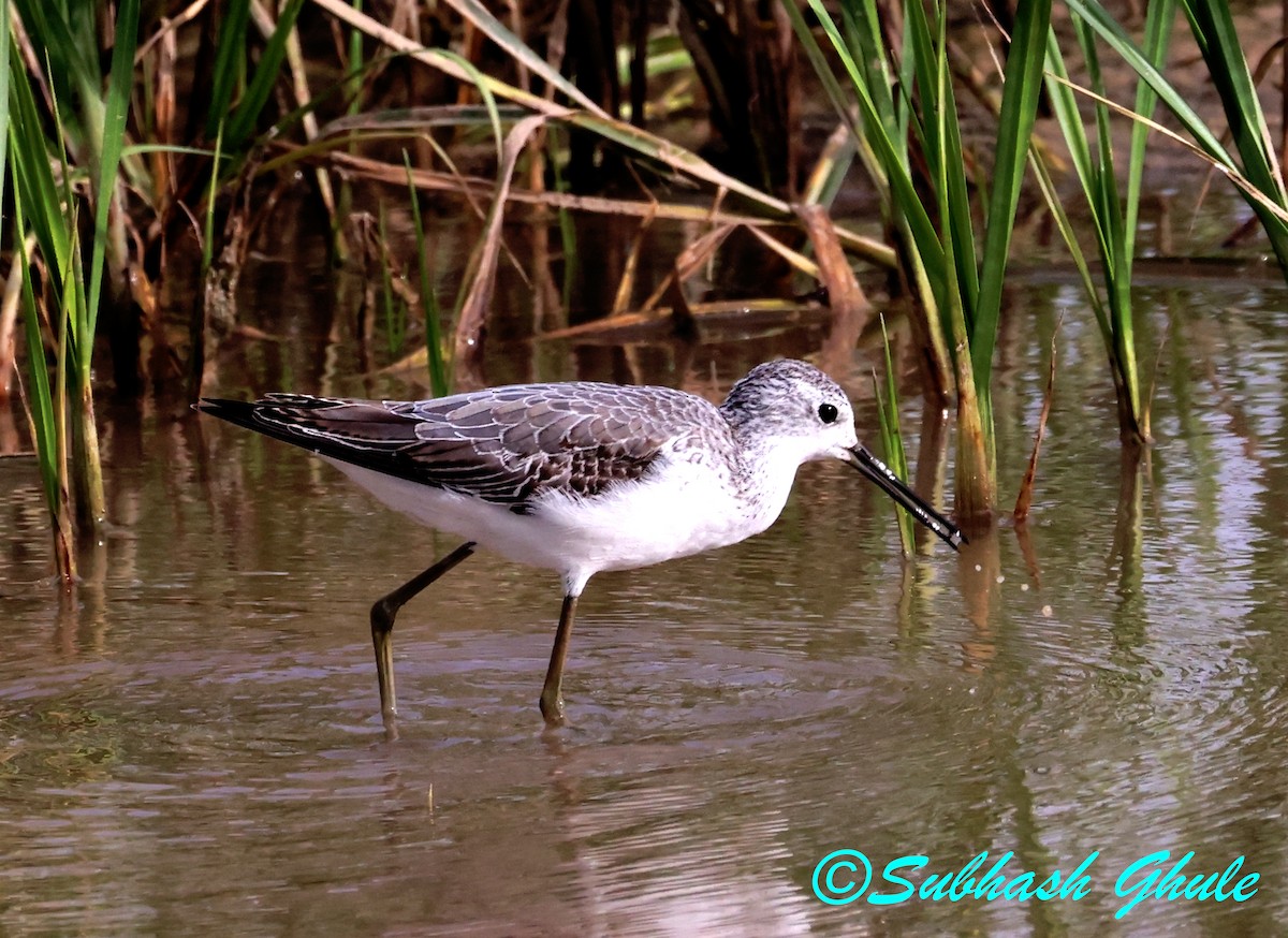 Marsh Sandpiper - ML642847056