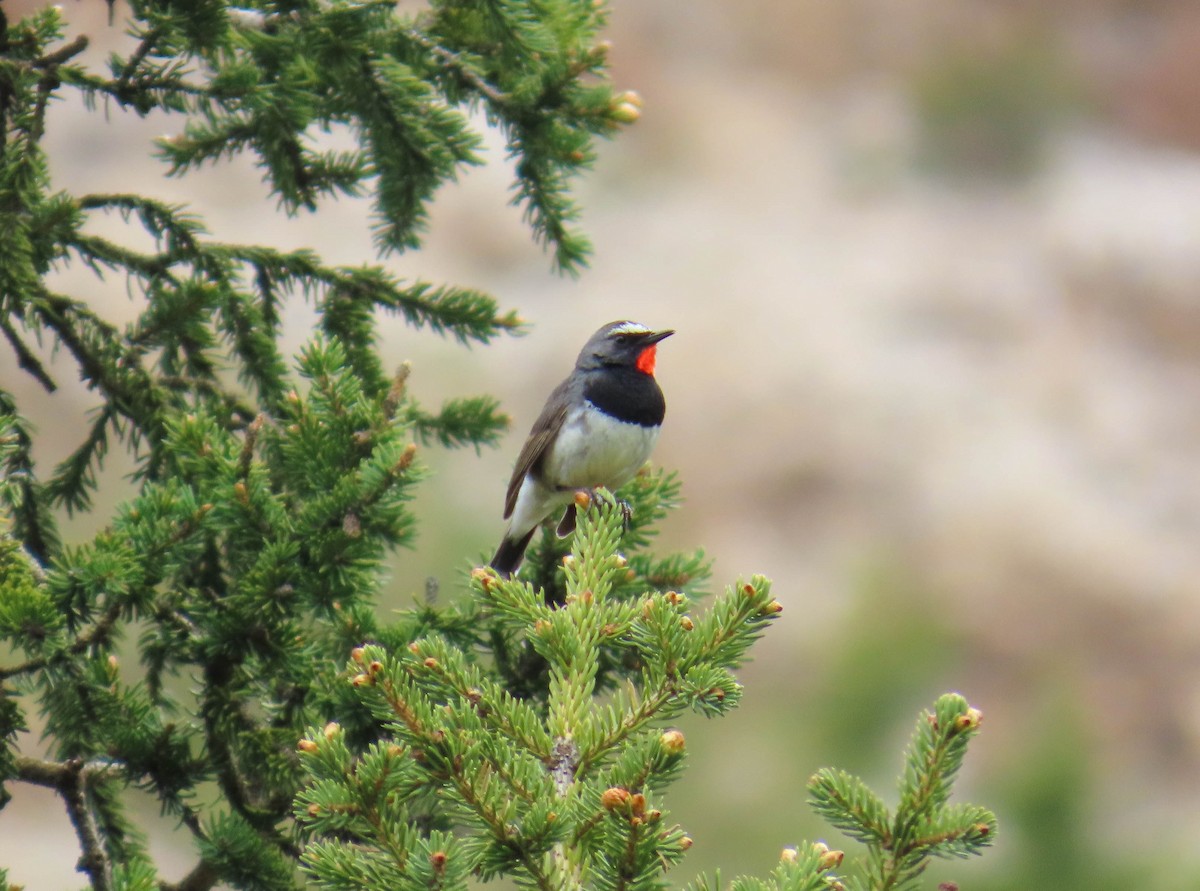 Himalayan Rubythroat - ML642847064