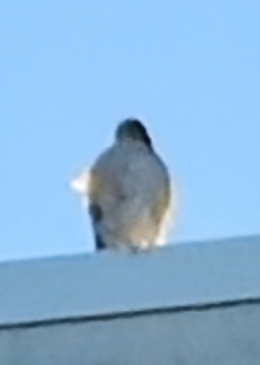 Cooper's Hawk - ML642847072