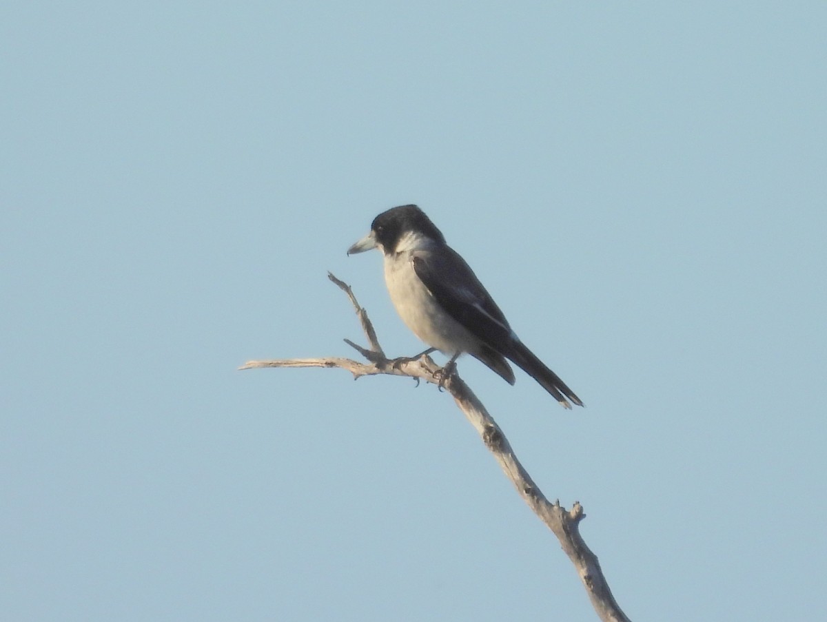 Gray Butcherbird - ML642847078