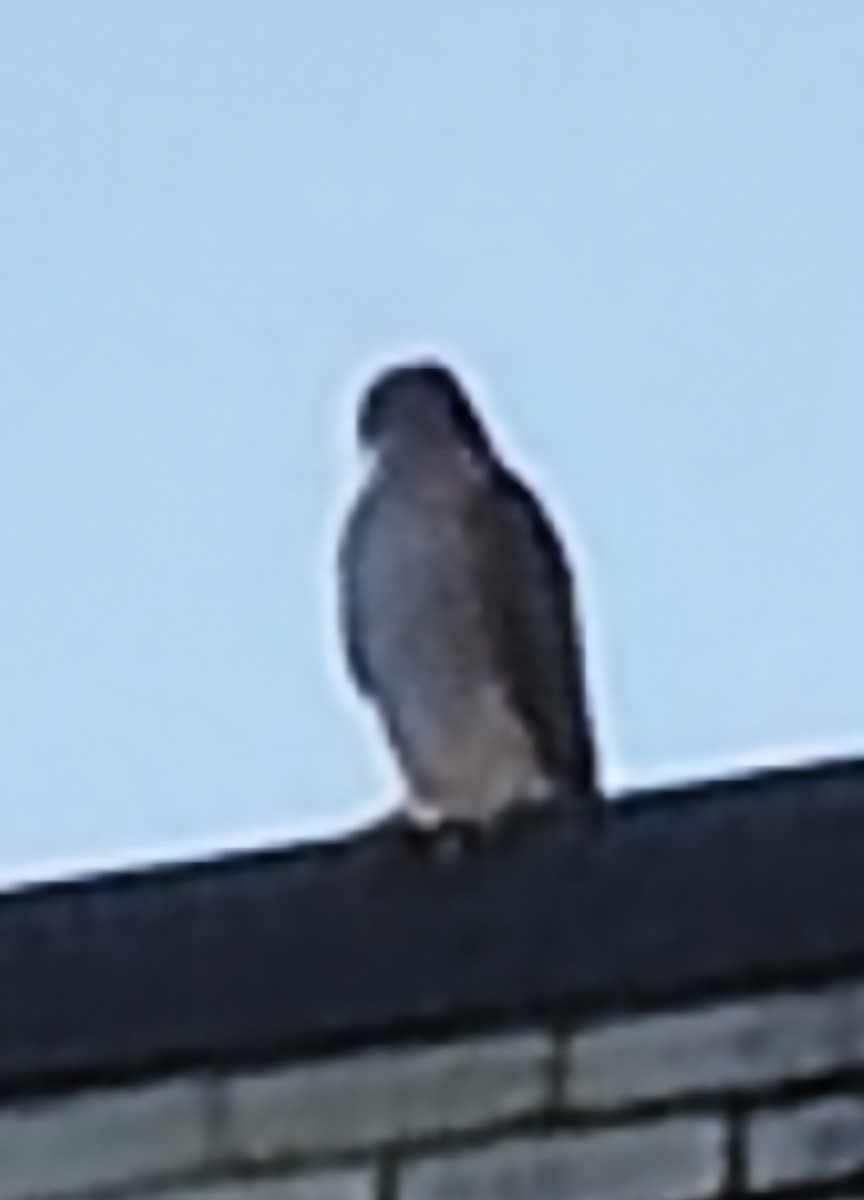 Cooper's Hawk - ML642847080