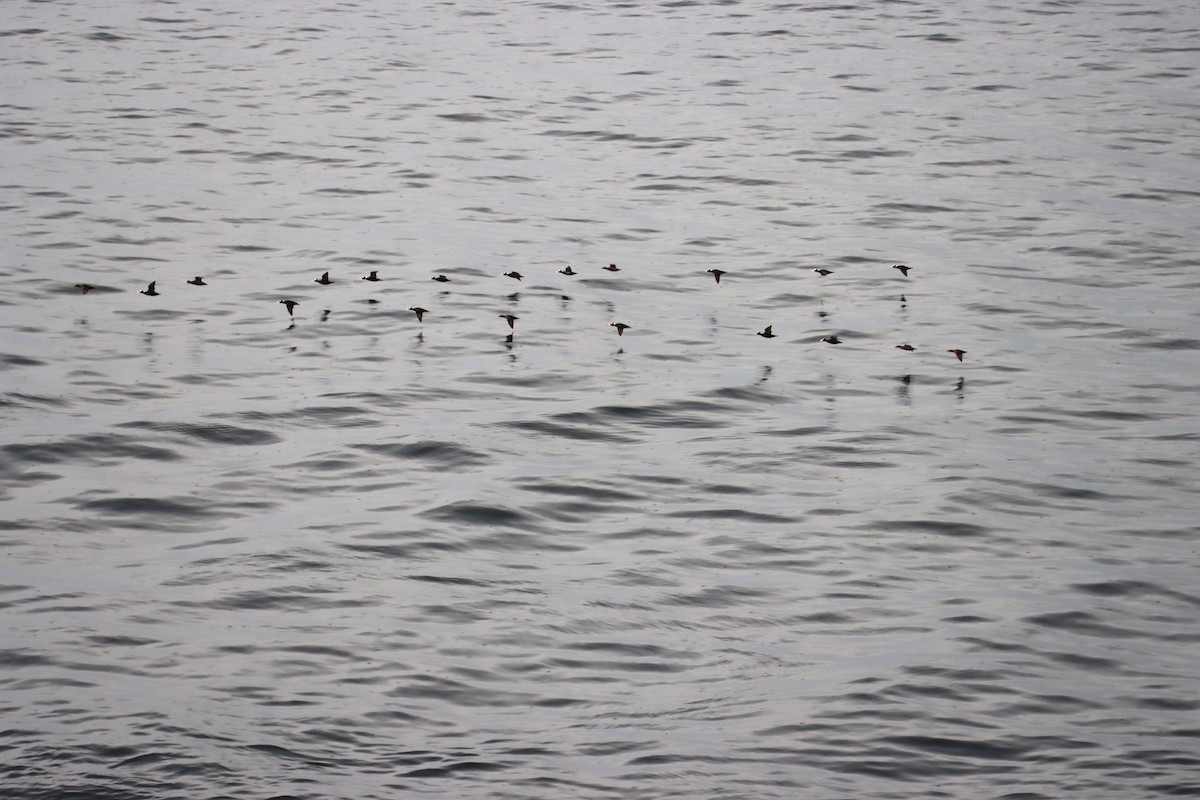 Surf Scoter - ML642847083