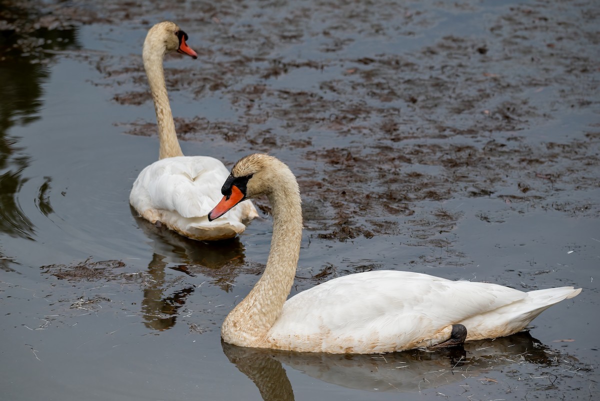 Cygne tuberculé - ML642847093