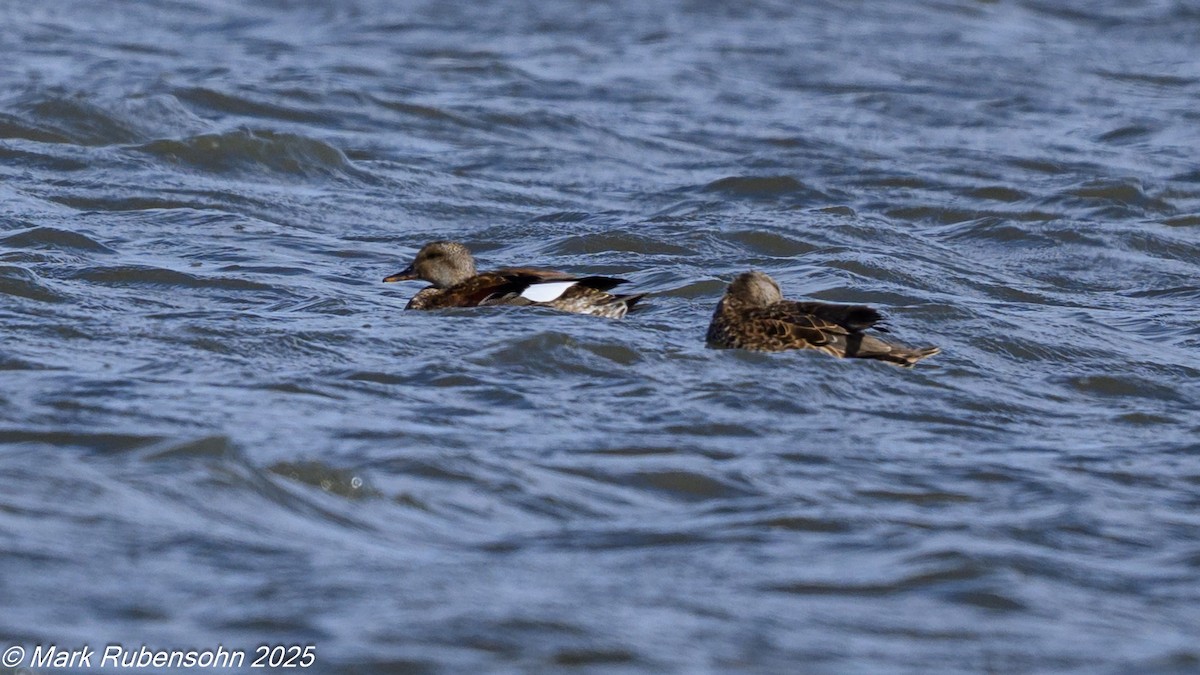 Canard chipeau - ML642847097
