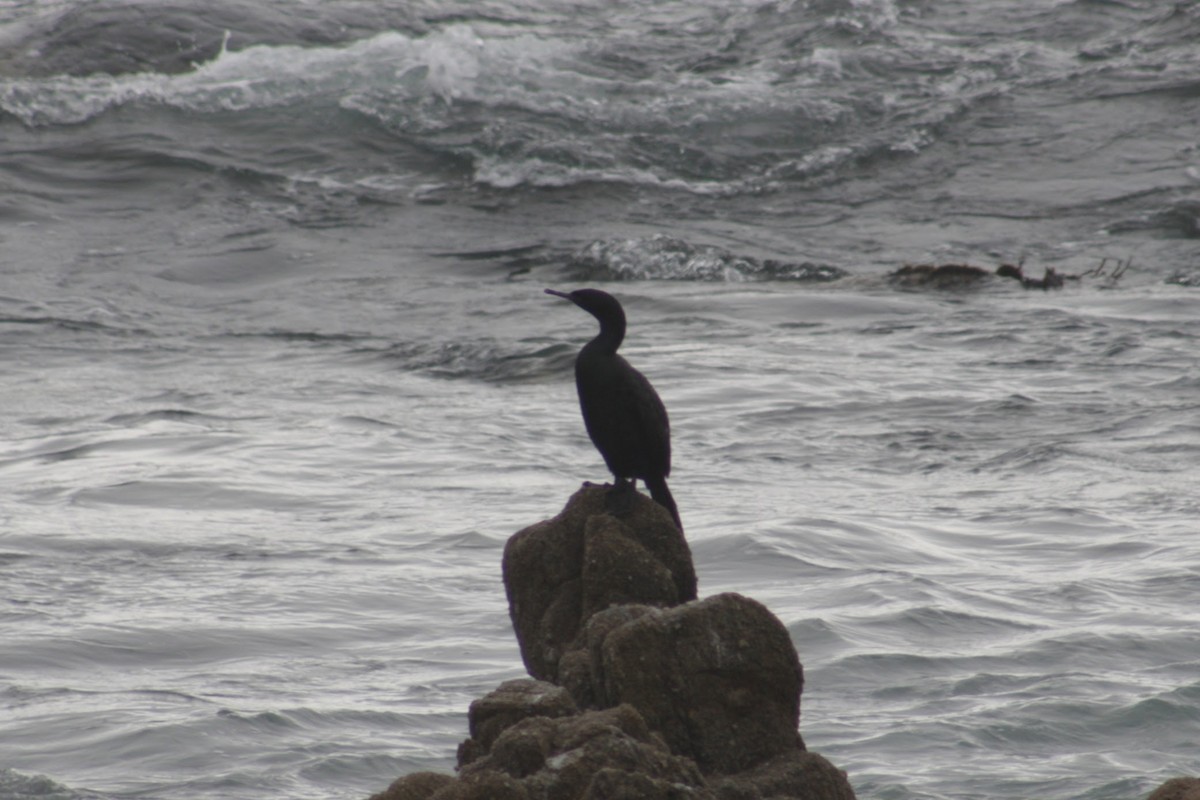 Cormoran pélagique - ML642847105