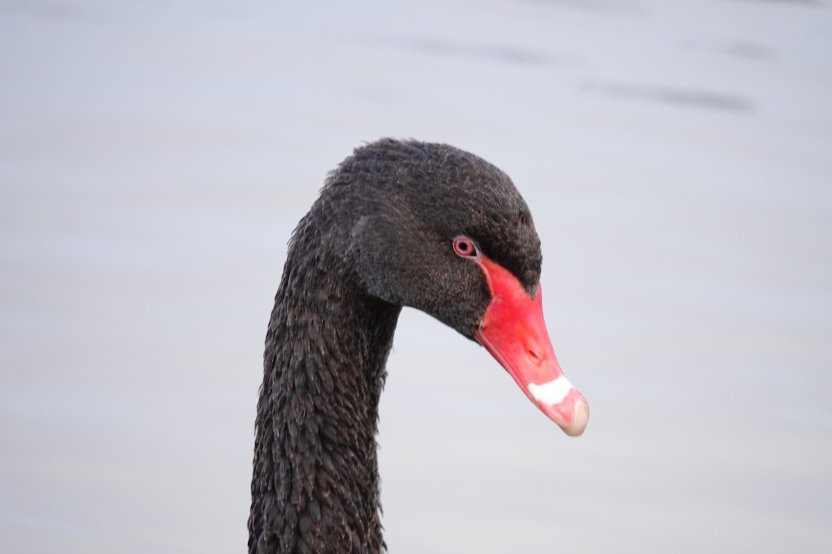 Cygne noir - ML642847107