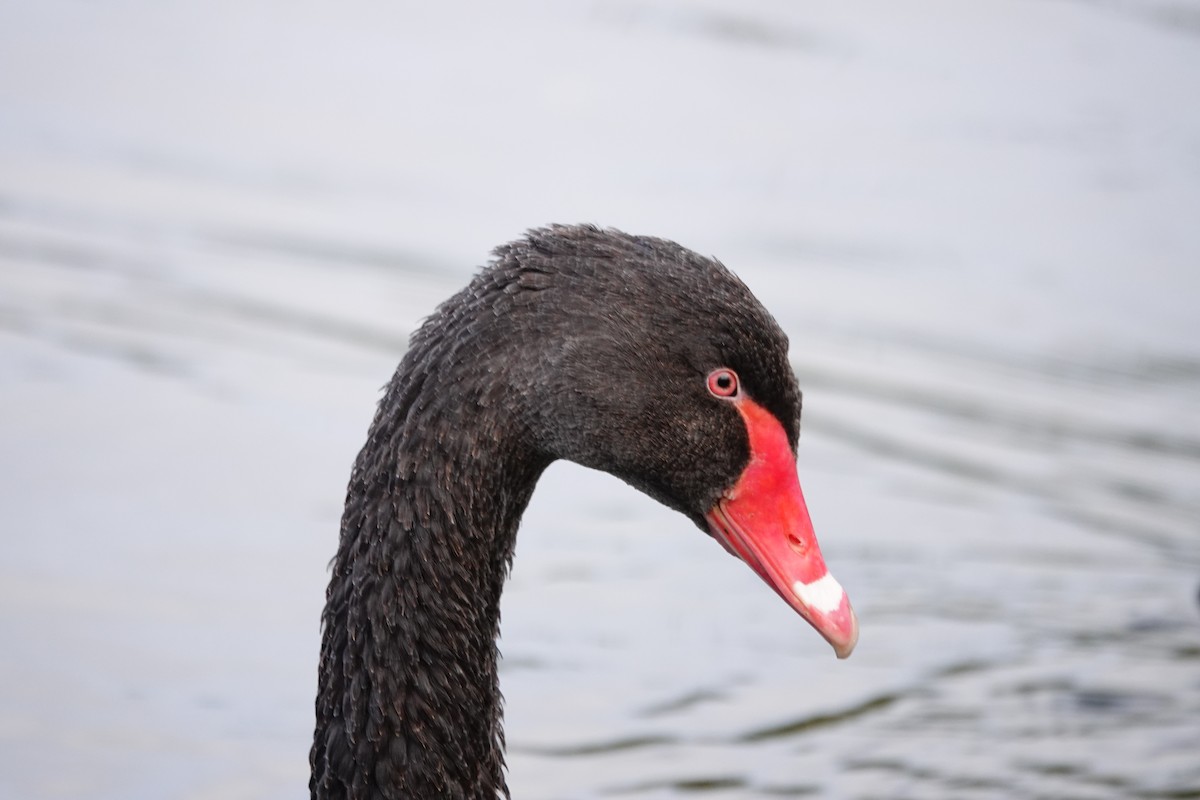 Cygne noir - ML642847108