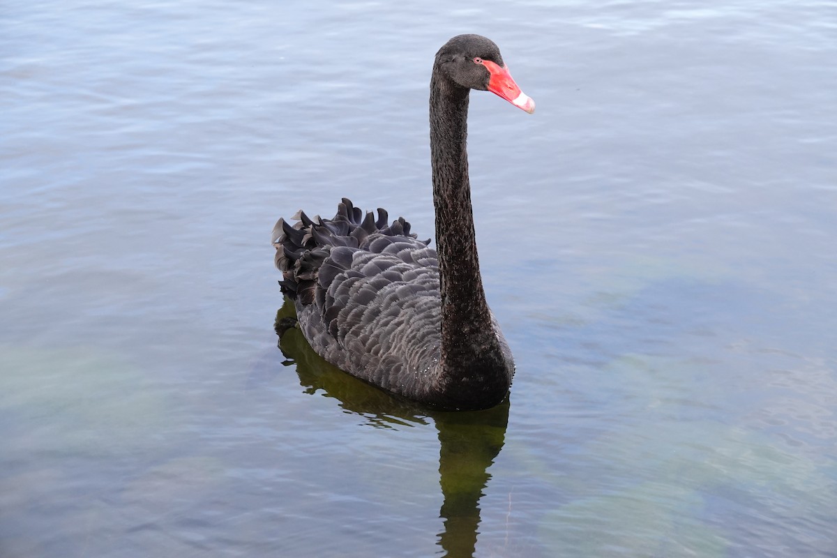 Cygne noir - ML642847109
