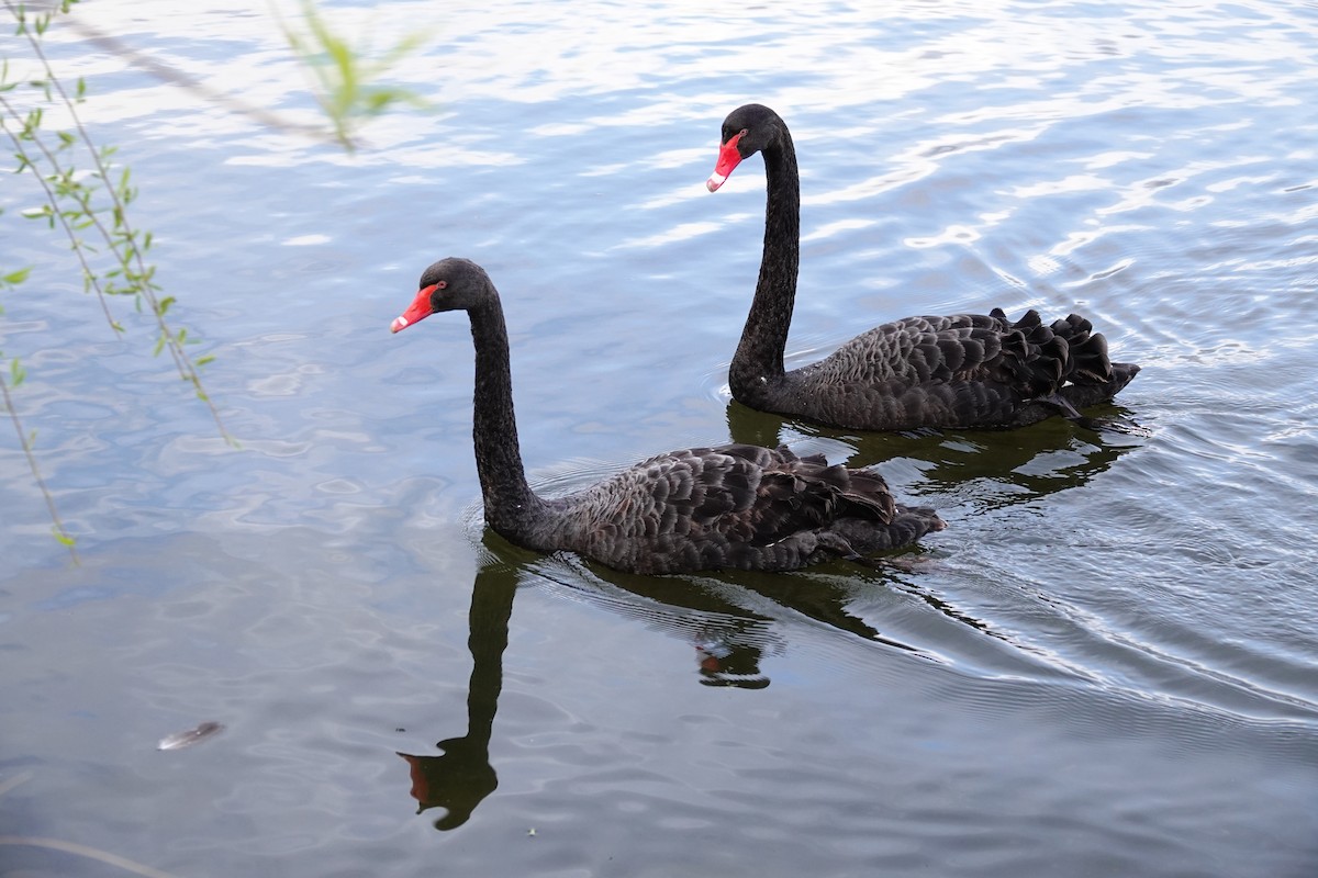 Cygne noir - ML642847110