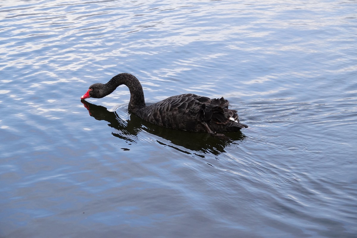 Cygne noir - ML642847113