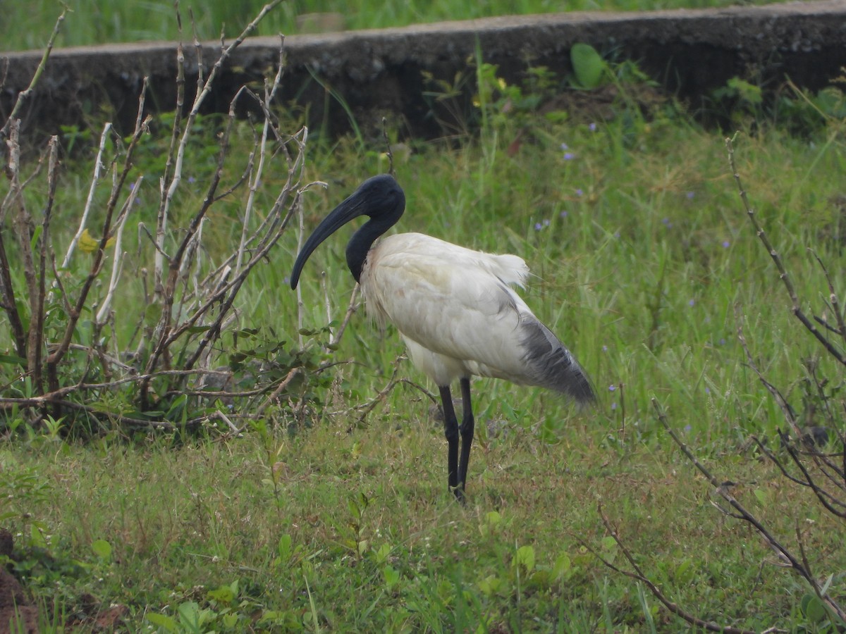 Ibis à tête noire - ML642847115