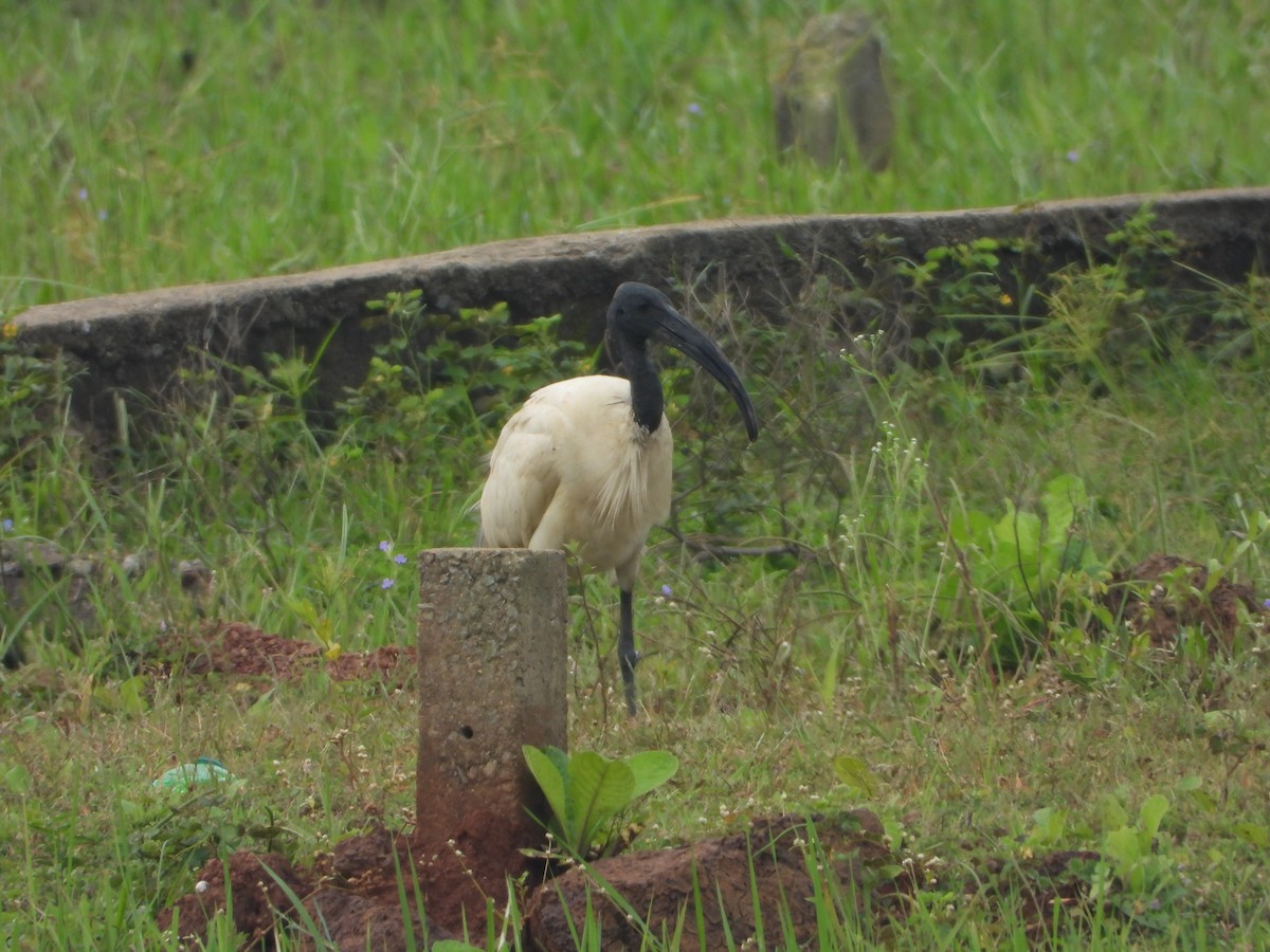 Ibis à tête noire - ML642847116