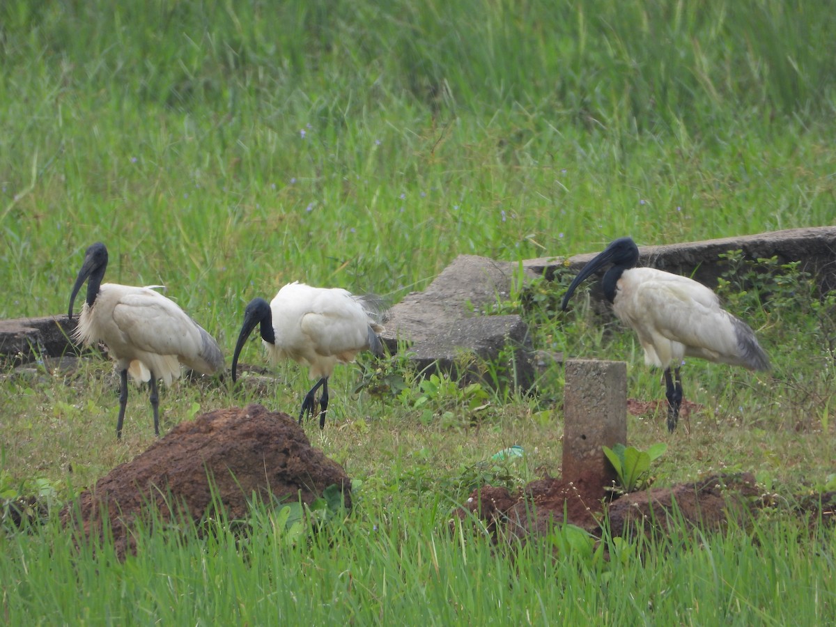 Ibis à tête noire - ML642847119