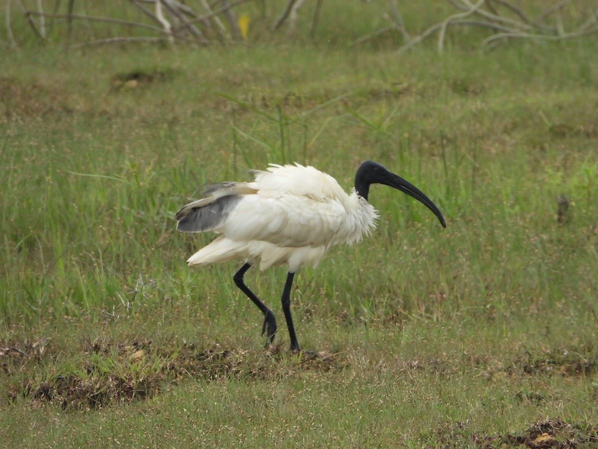 Ibis Oriental - ML642847124