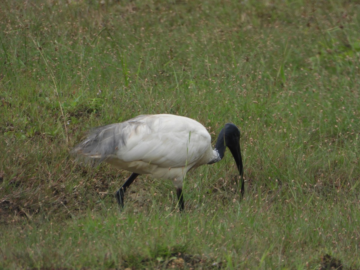 Ibis Oriental - ML642847125