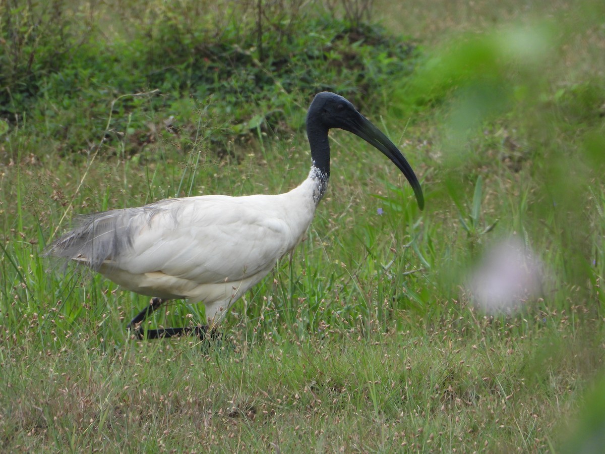 Ibis Oriental - ML642847126