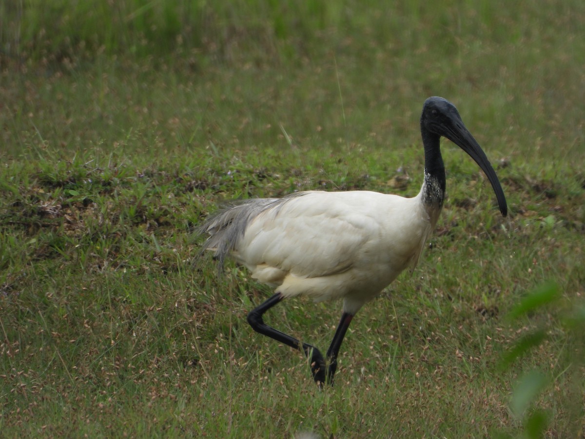 Ibis Oriental - ML642847127