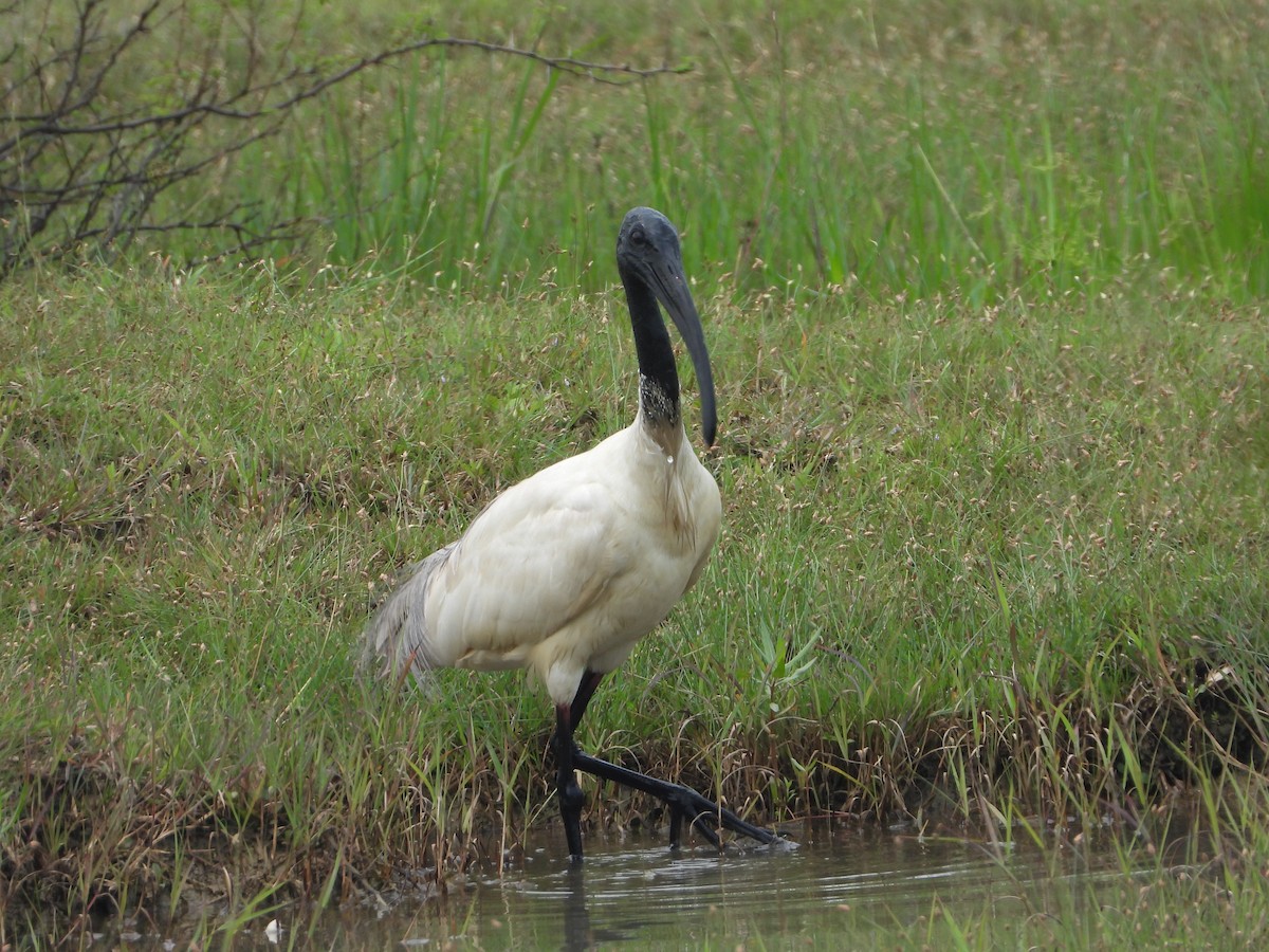 Ibis Oriental - ML642847128