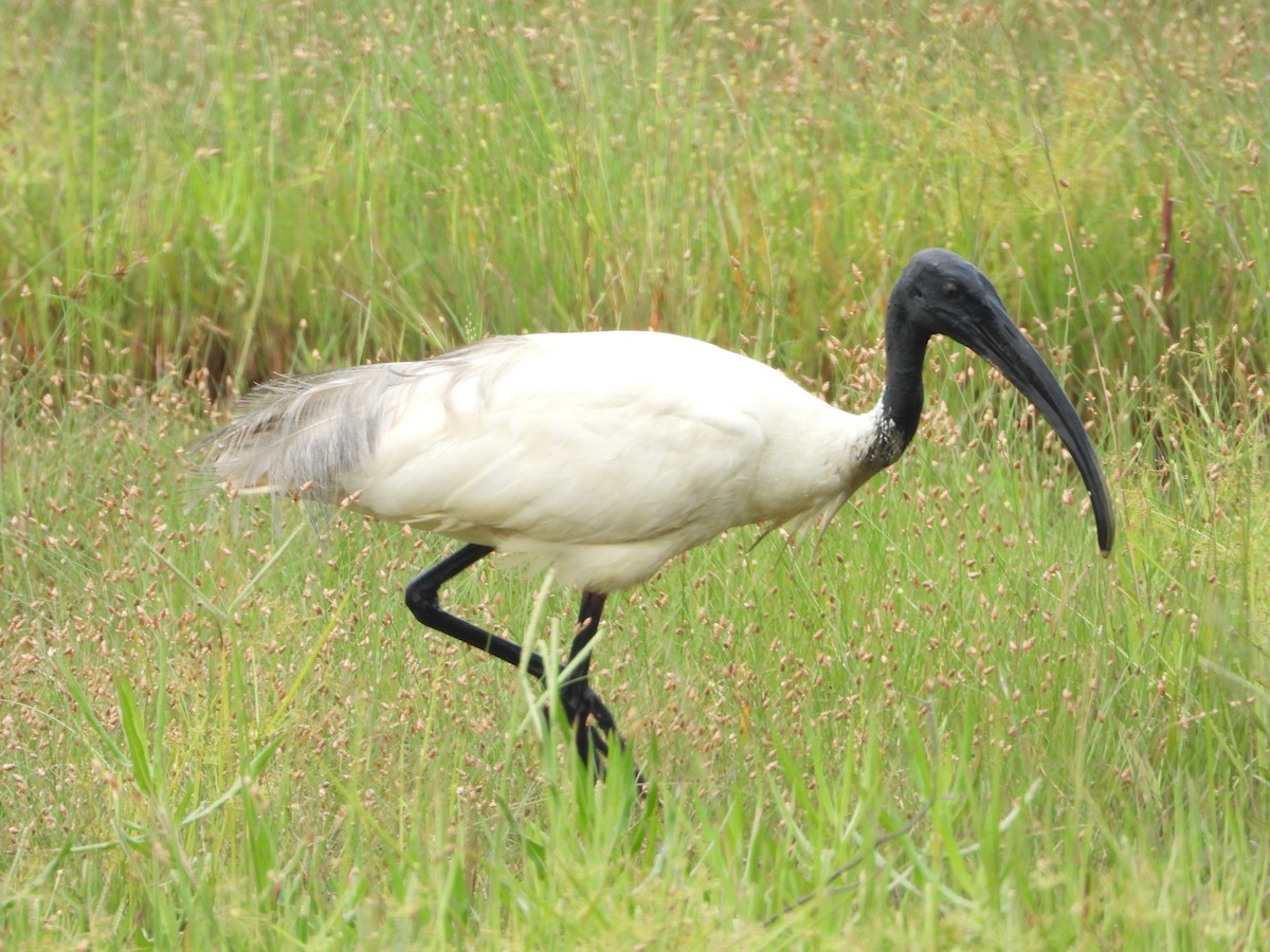 Ibis Oriental - ML642847129